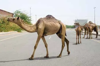 Photo of camels walking along a road